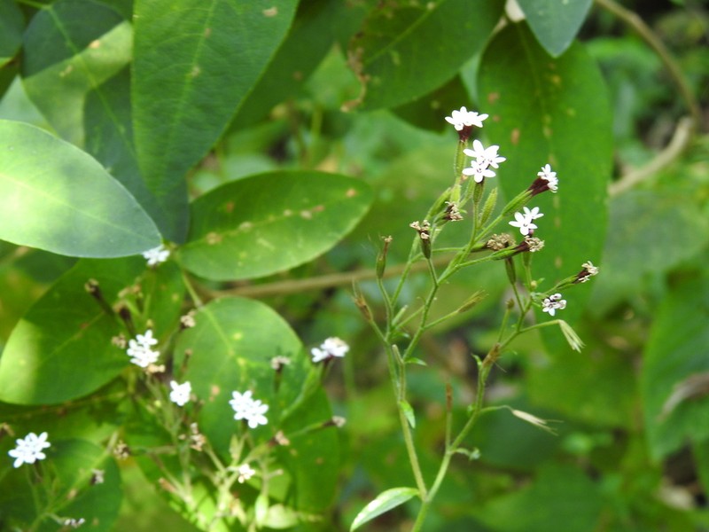 Stevia aschenborniana photo 3