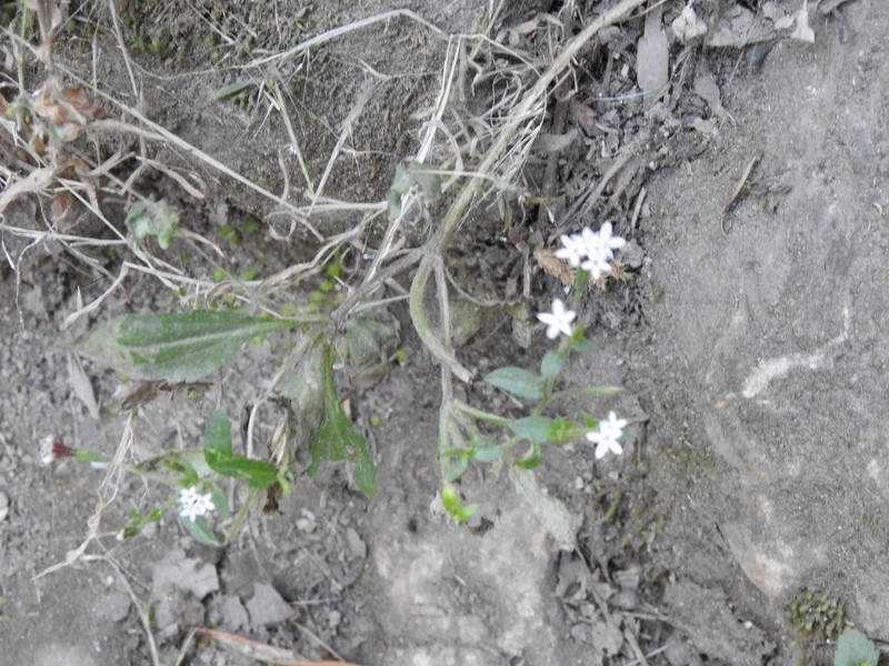 Stevia aschenborniana photo 4