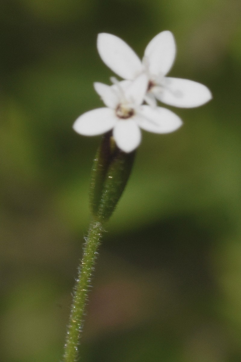 Stevia aschenborniana photo 5