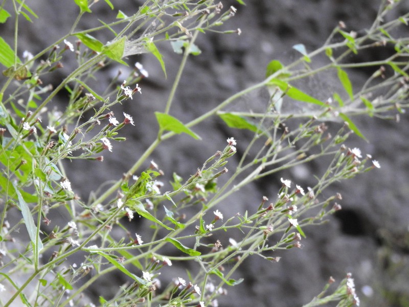 Stevia aschenborniana photo 6