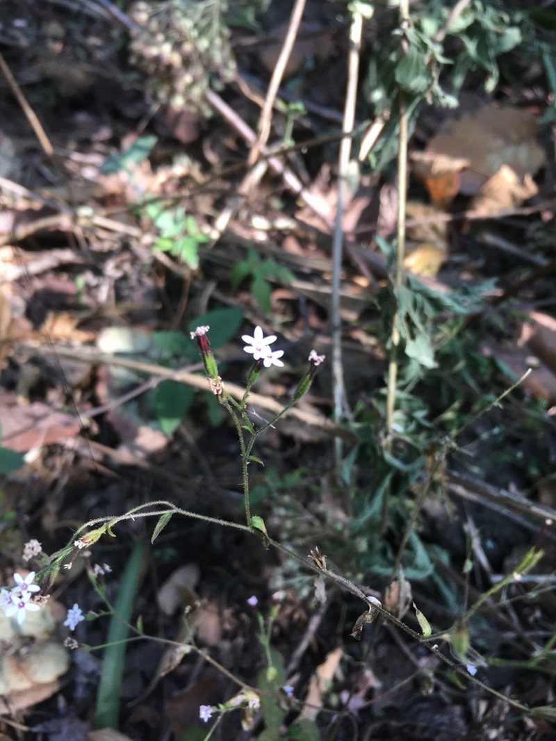 Stevia aschenborniana photo 8