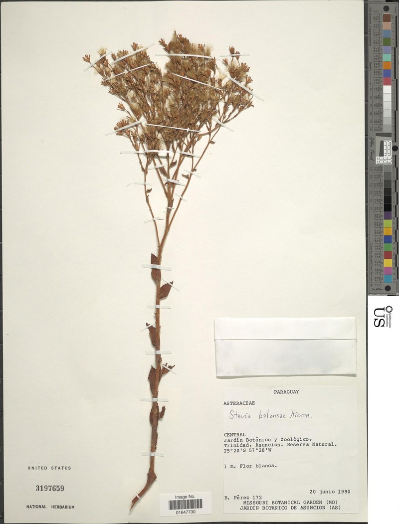 Stevia balansae