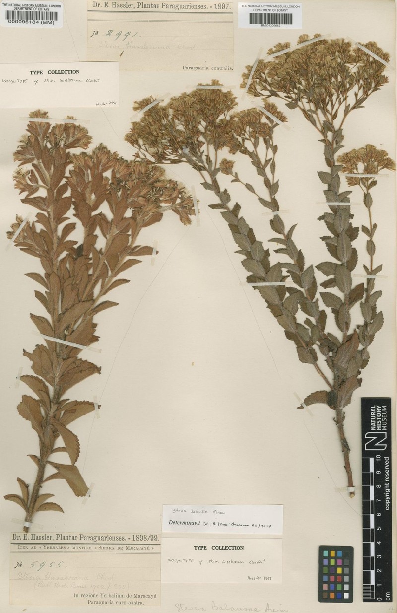 Stevia balansae photo 2