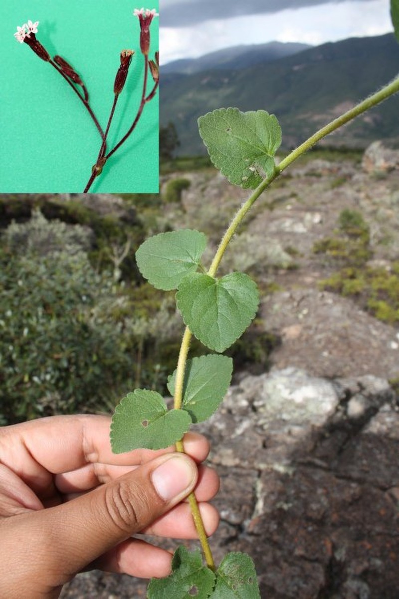 Stevia beckii