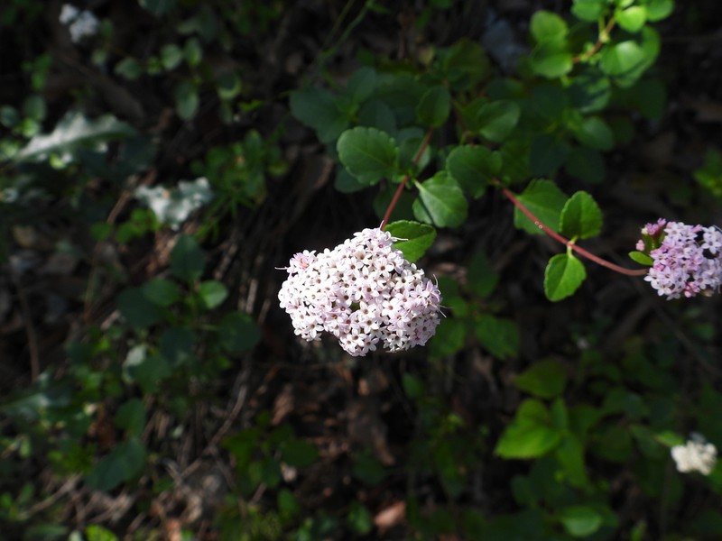 Stevia berlandieri