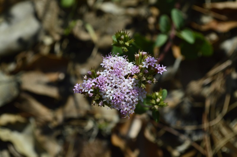 Stevia berlandieri photo 2