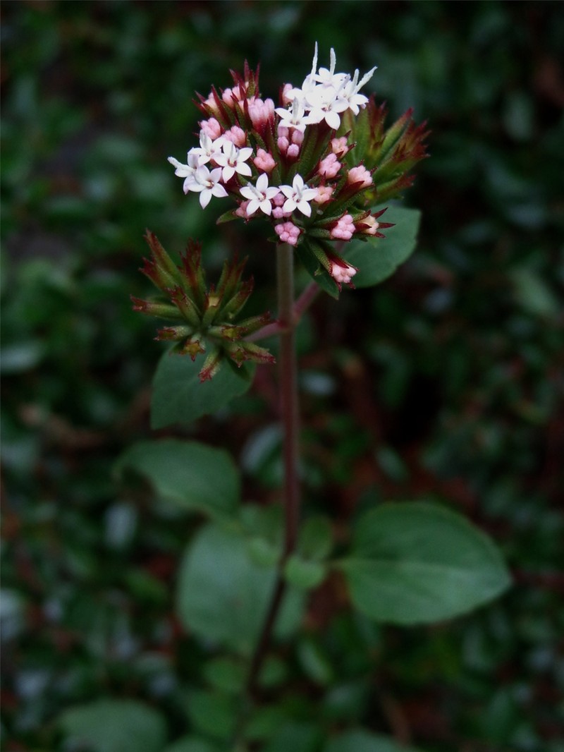 Stevia berlandieri photo 3