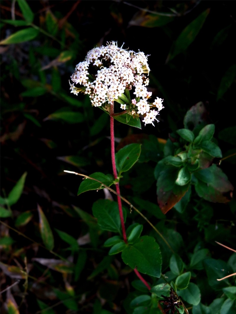 Stevia berlandieri photo 4