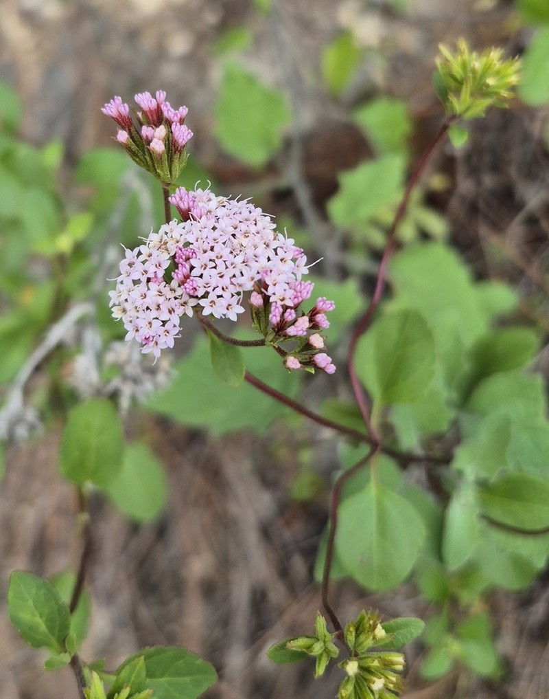Stevia berlandieri photo 5