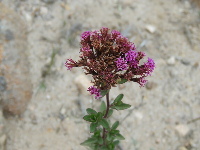 Stevia berlandieri photo 6