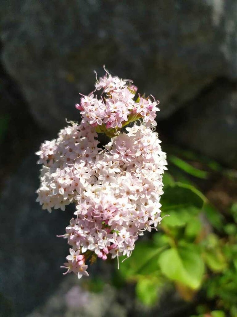 Stevia berlandieri photo 7