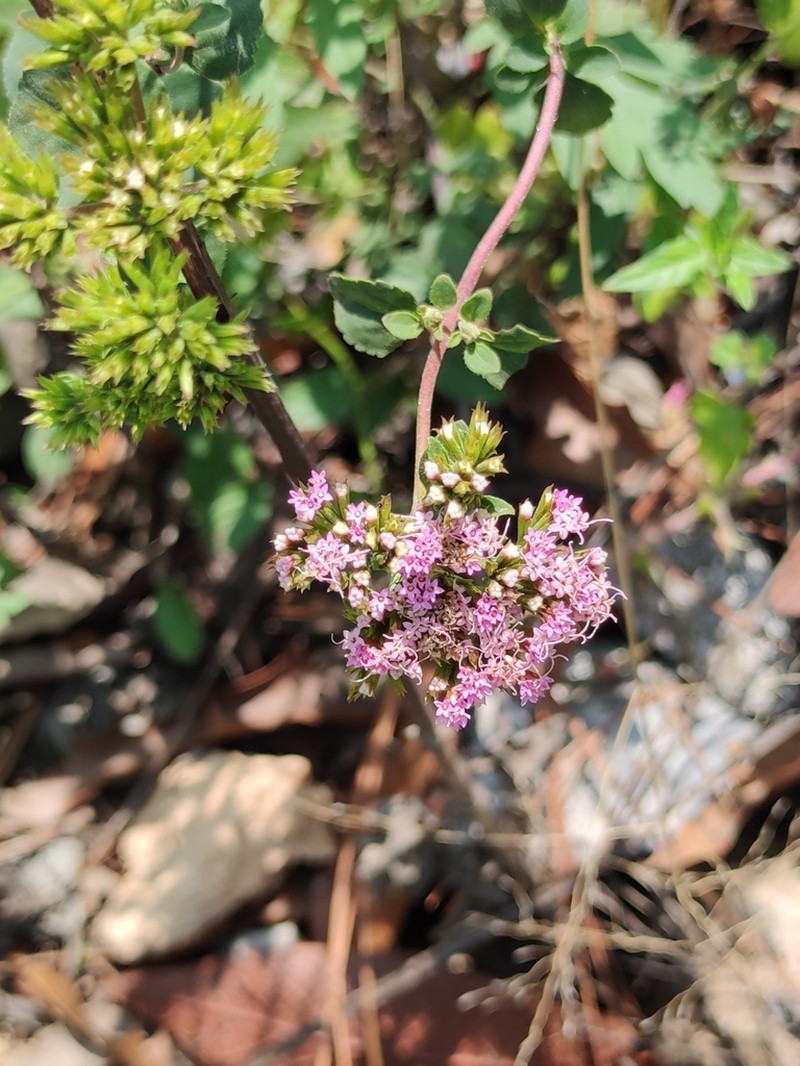 Stevia berlandieri photo 8