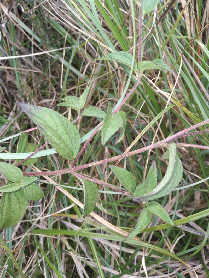 Stevia boliviensis