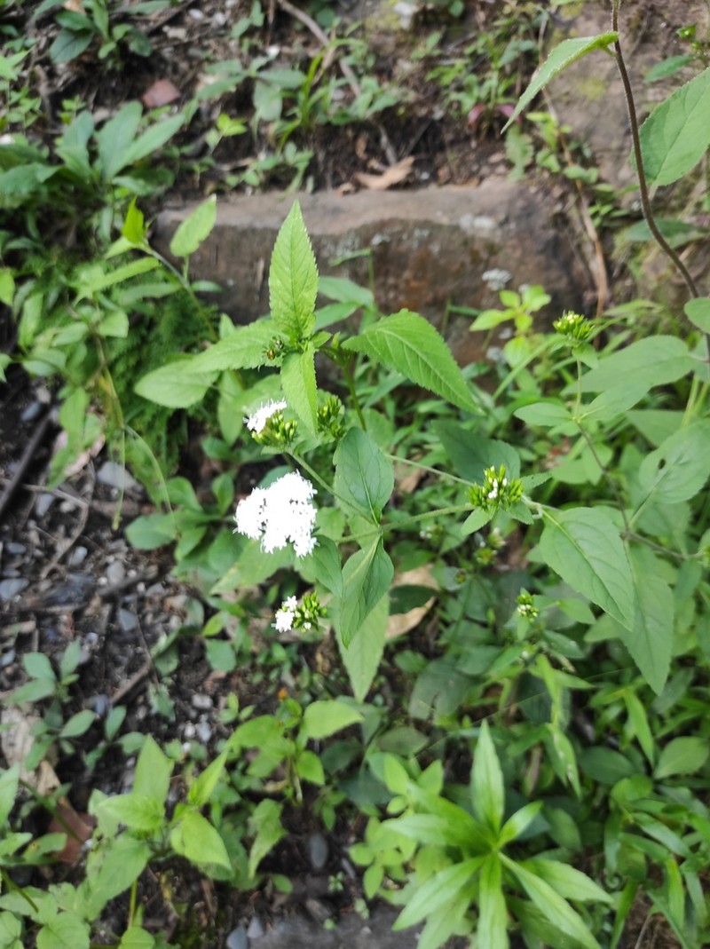 Stevia boliviensis photo 2