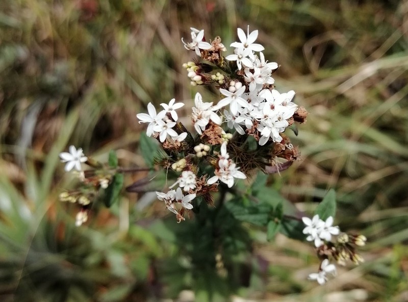 Stevia boliviensis photo 3