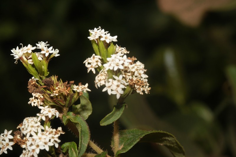 Stevia boliviensis photo 4
