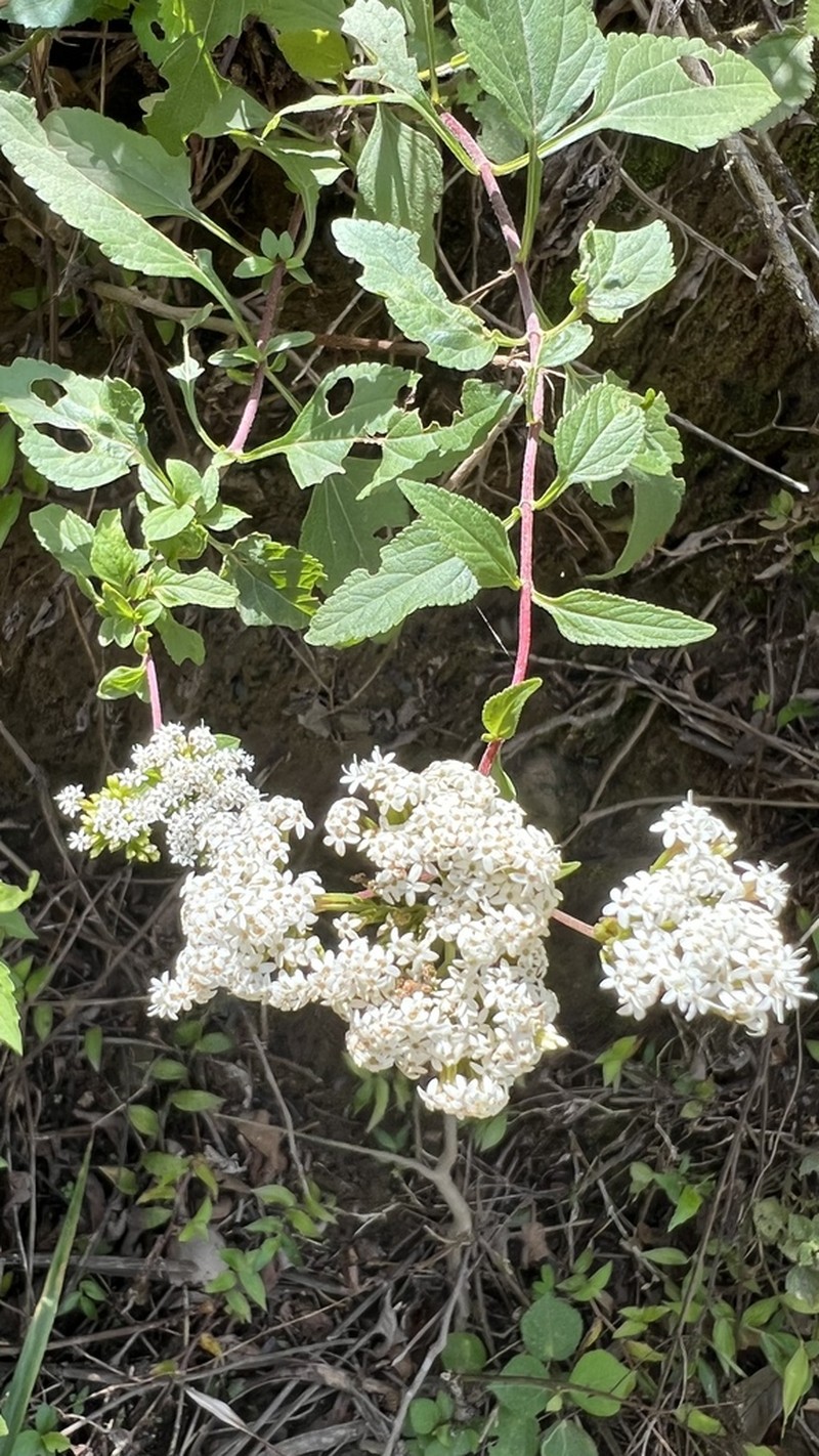 Stevia boliviensis photo 8