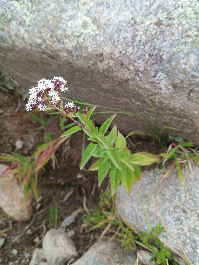 Stevia breviaristata photo 2