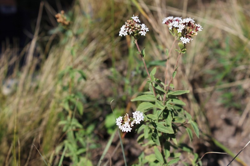 Stevia breviaristata photo 3