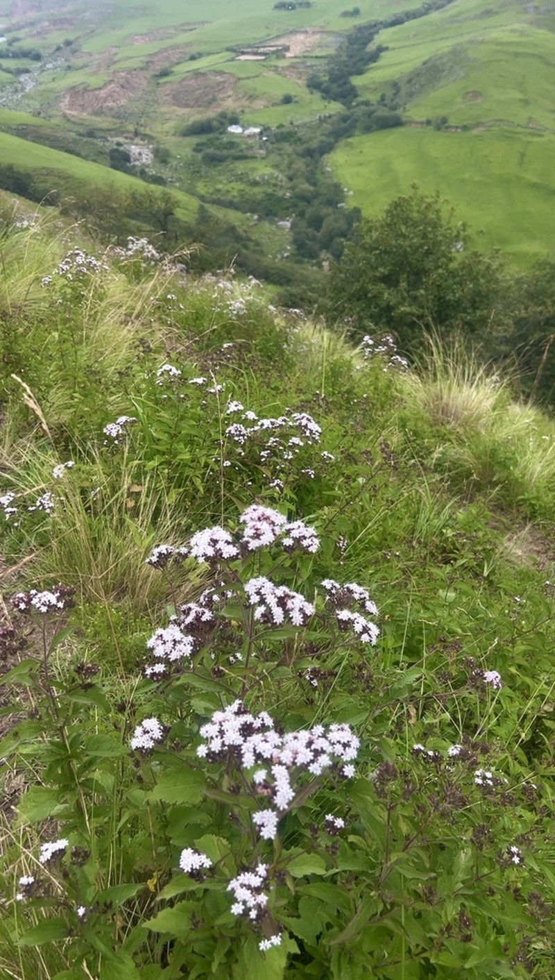 Stevia breviaristata photo 4