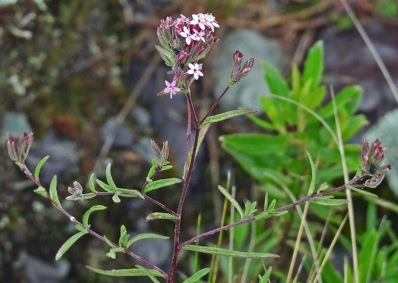 Stevia breviaristata photo 5