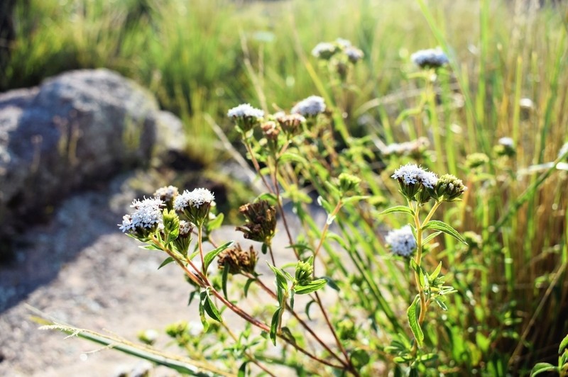 Stevia breviaristata photo 6