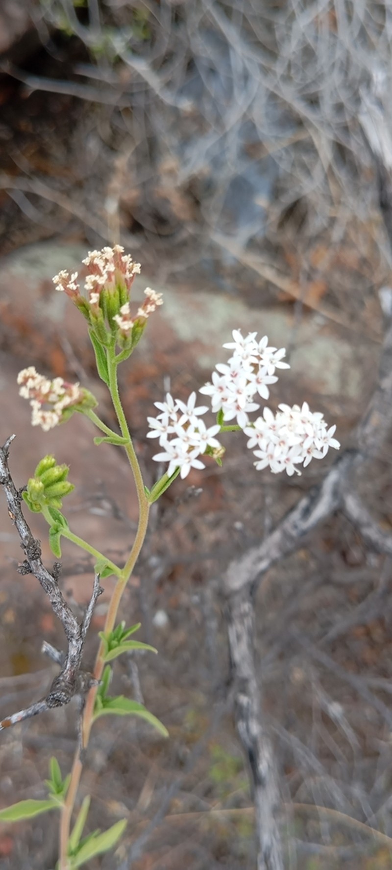 Stevia breviaristata photo 7