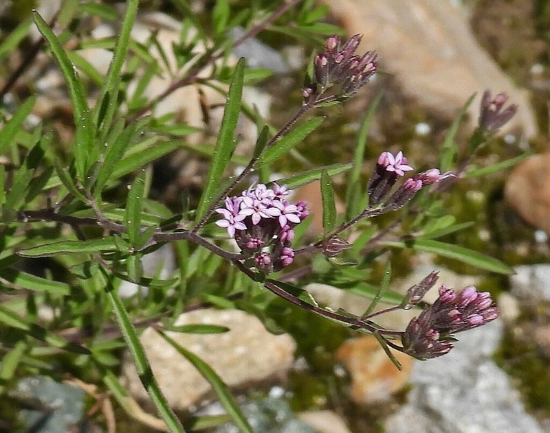 Stevia breviaristata photo 8
