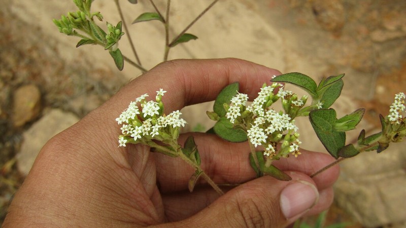 Stevia cajabambensis