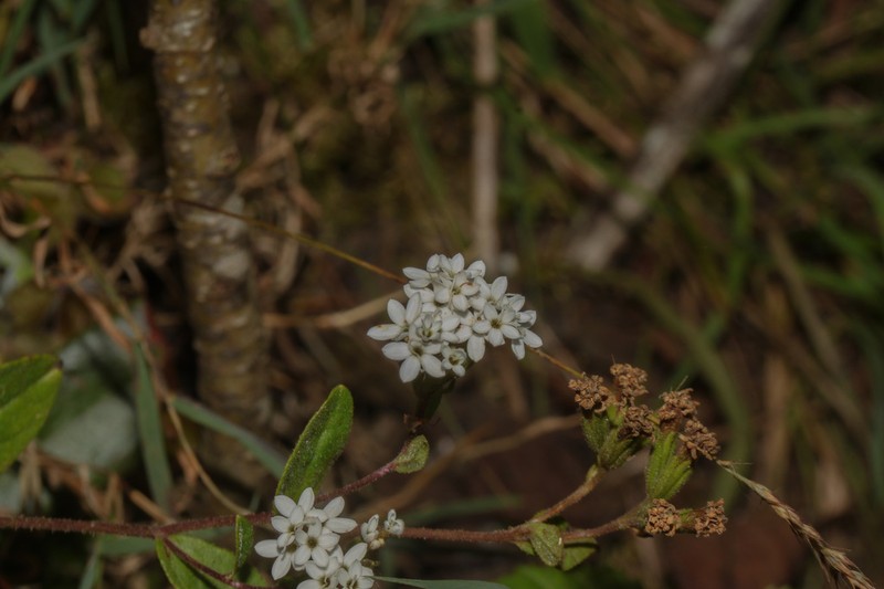 Stevia cajabambensis photo 2