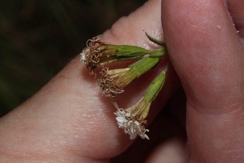 Stevia cajabambensis photo 3