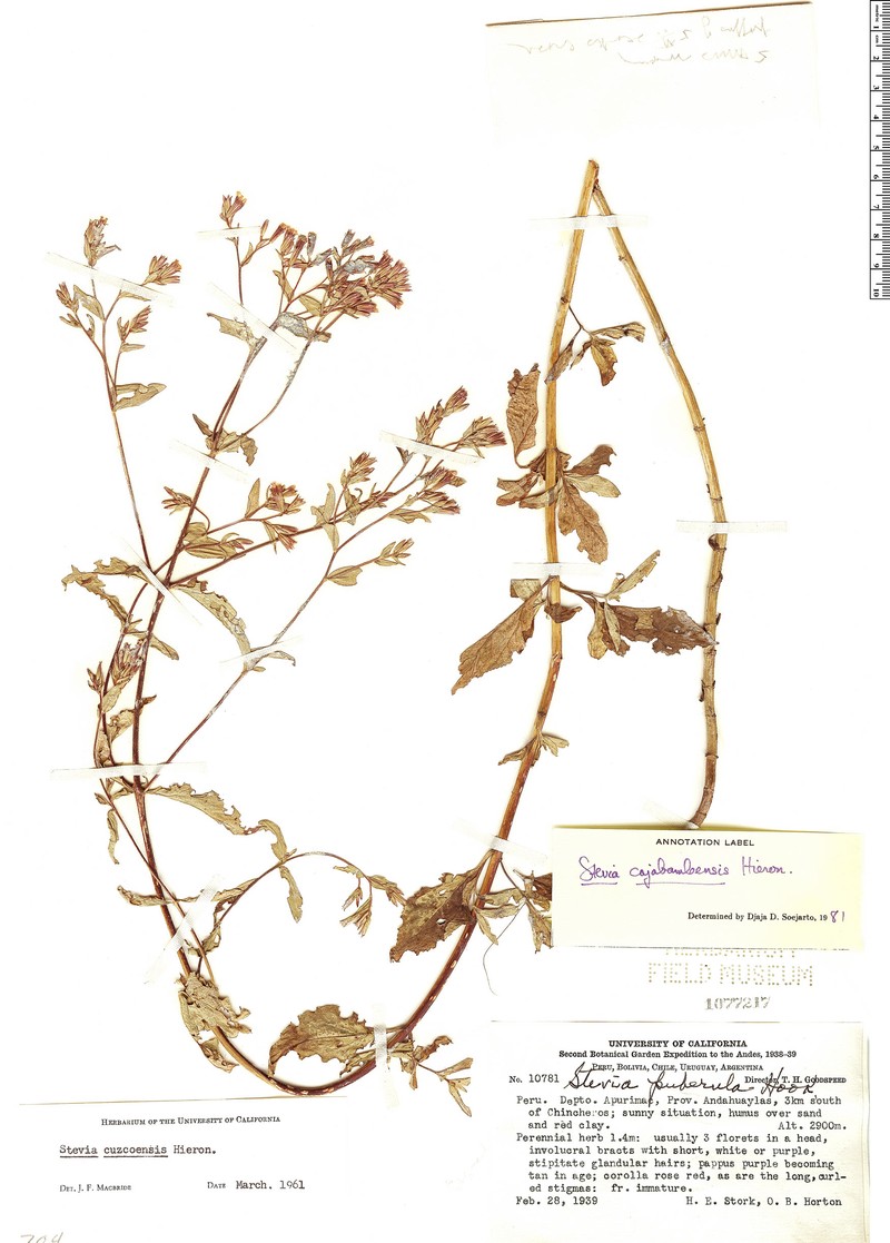 Stevia cajabambensis photo 6
