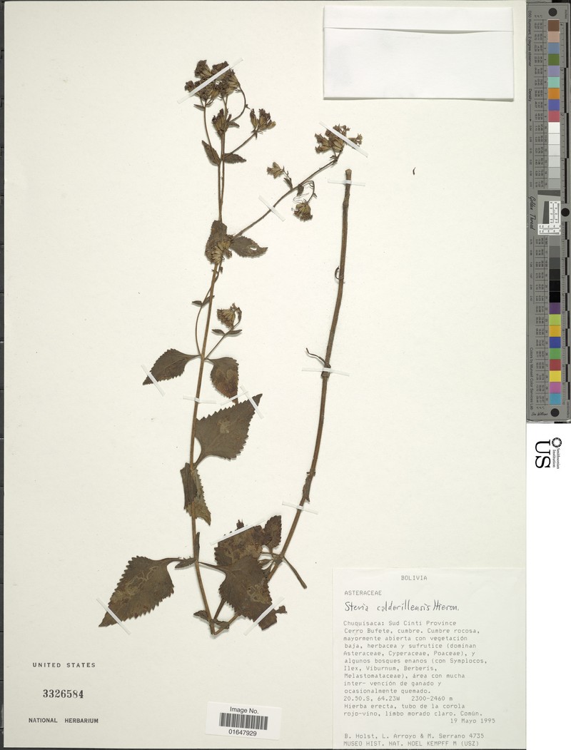 Stevia calderillensis
