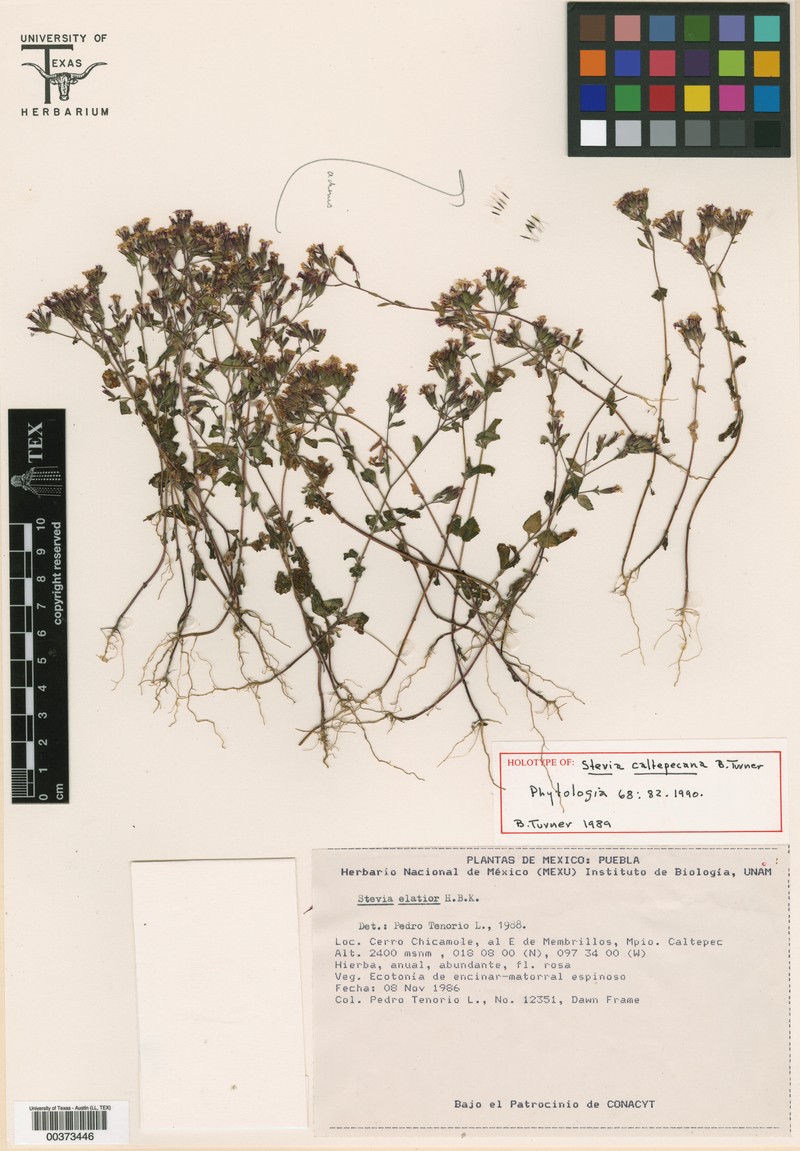 Stevia caltepecana