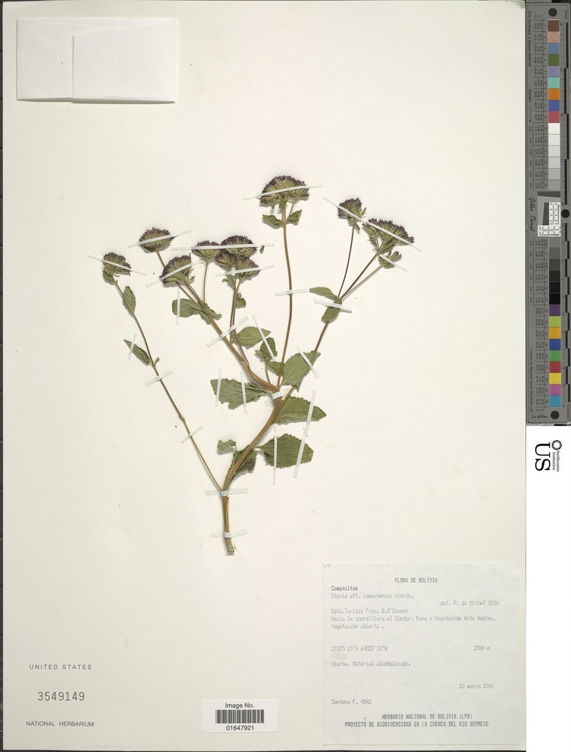 Stevia camachensis