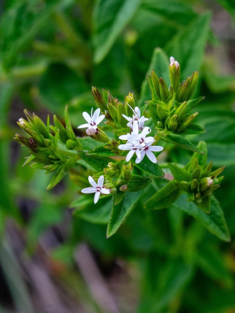 Stevia camporum