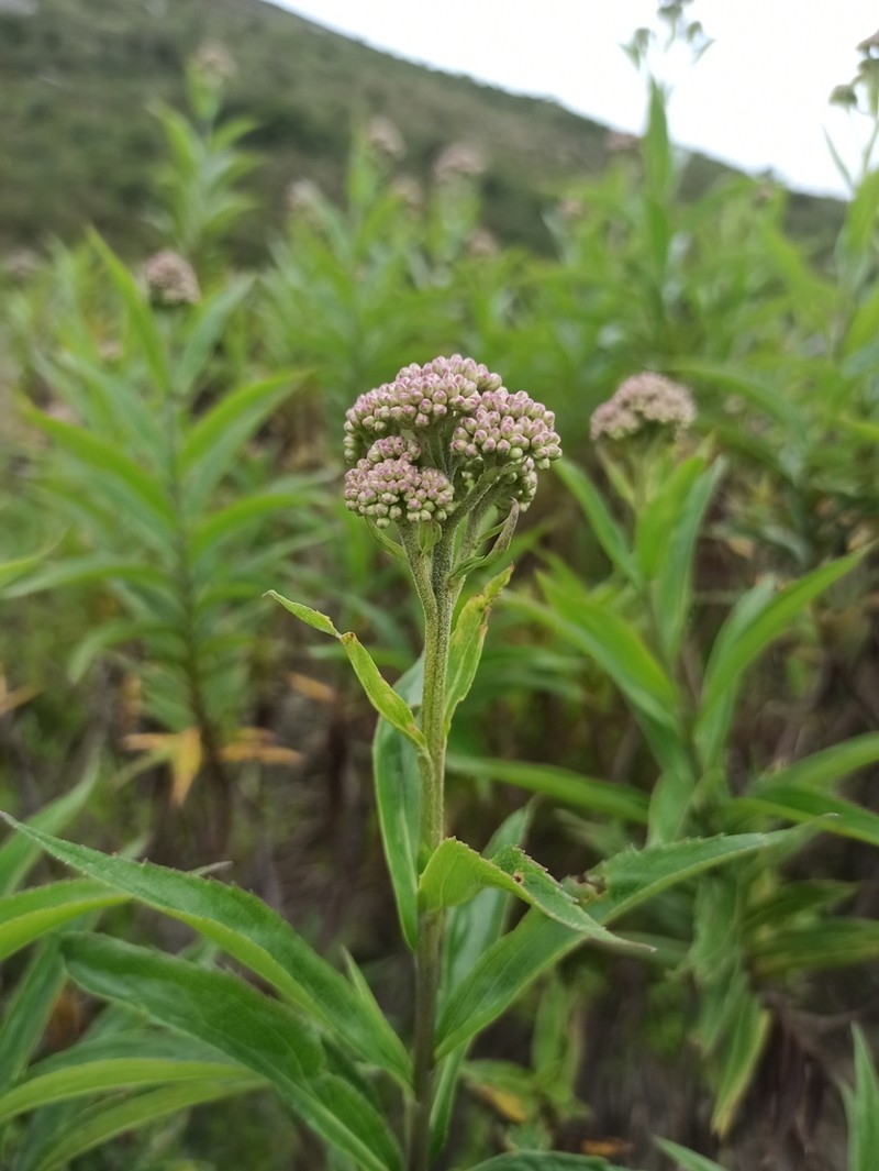 Stevia camporum photo 2