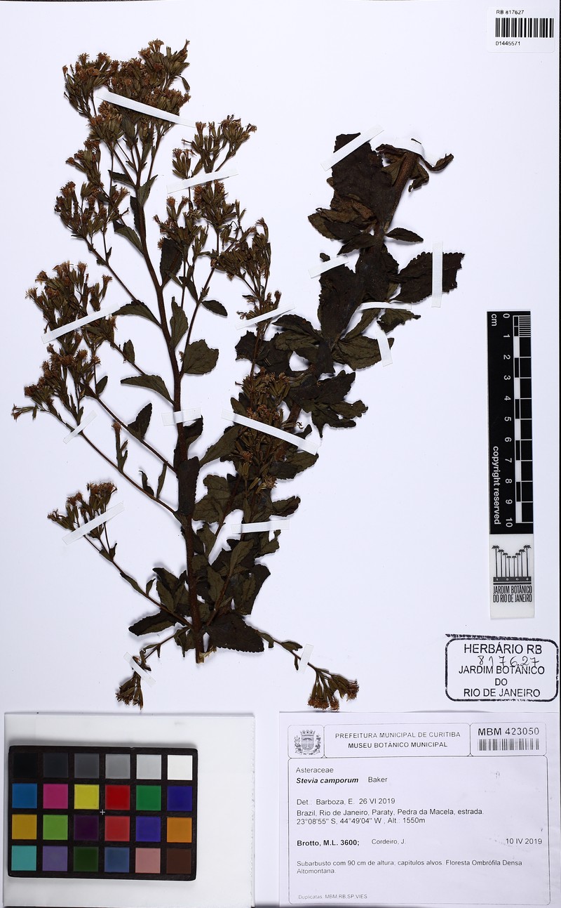 Stevia camporum photo 4