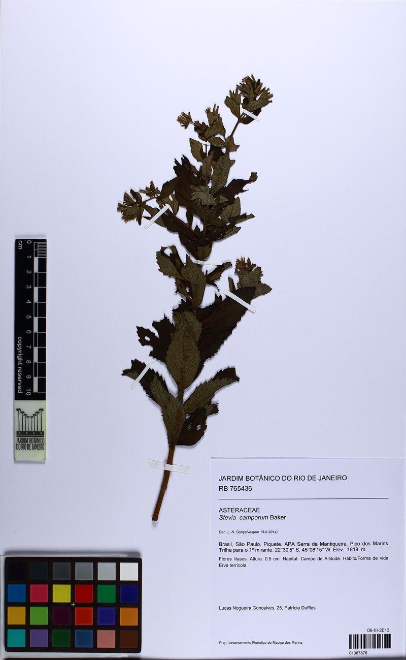 Stevia camporum photo 5
