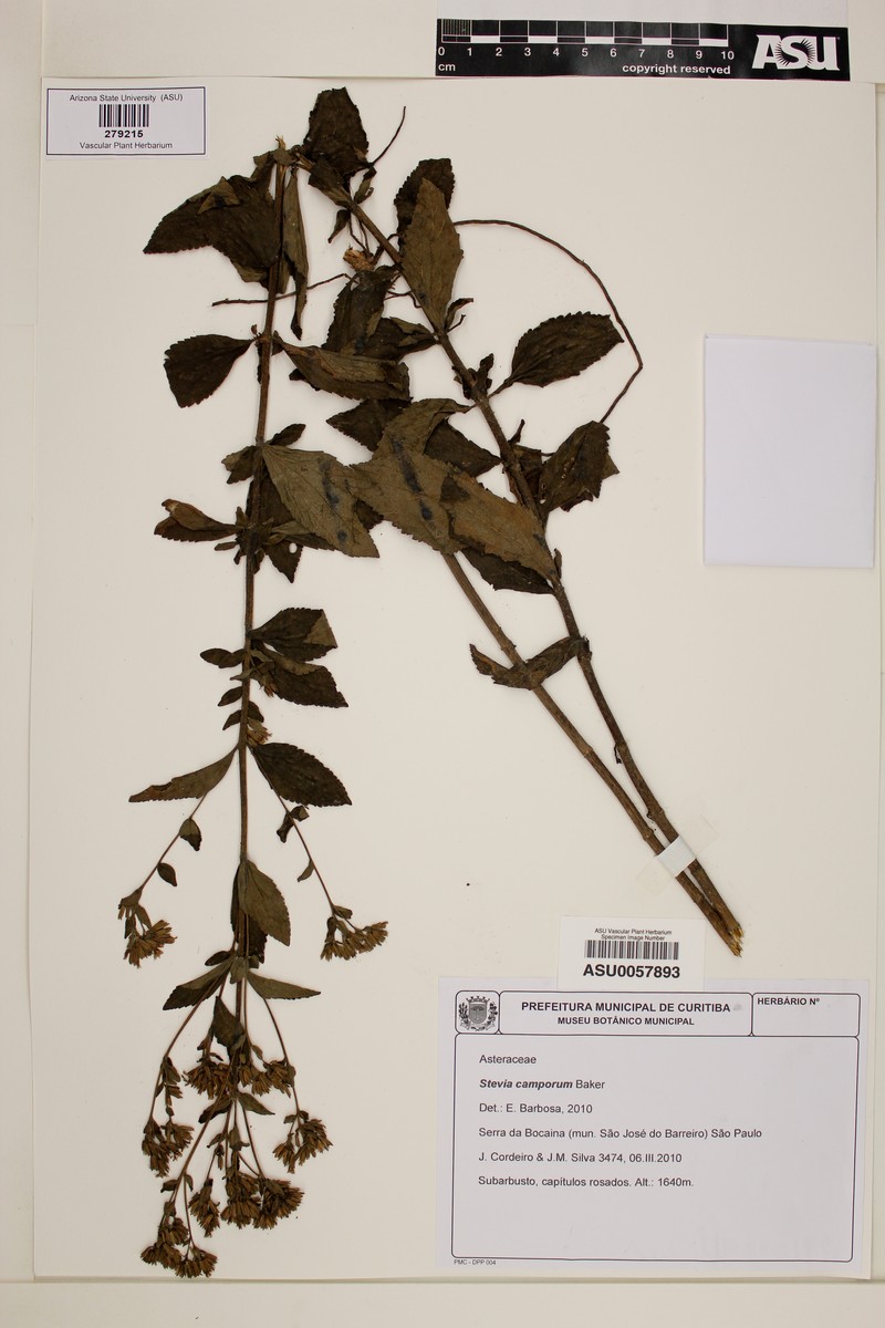 Stevia camporum photo 6