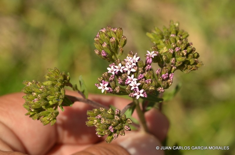 Stevia caracasana