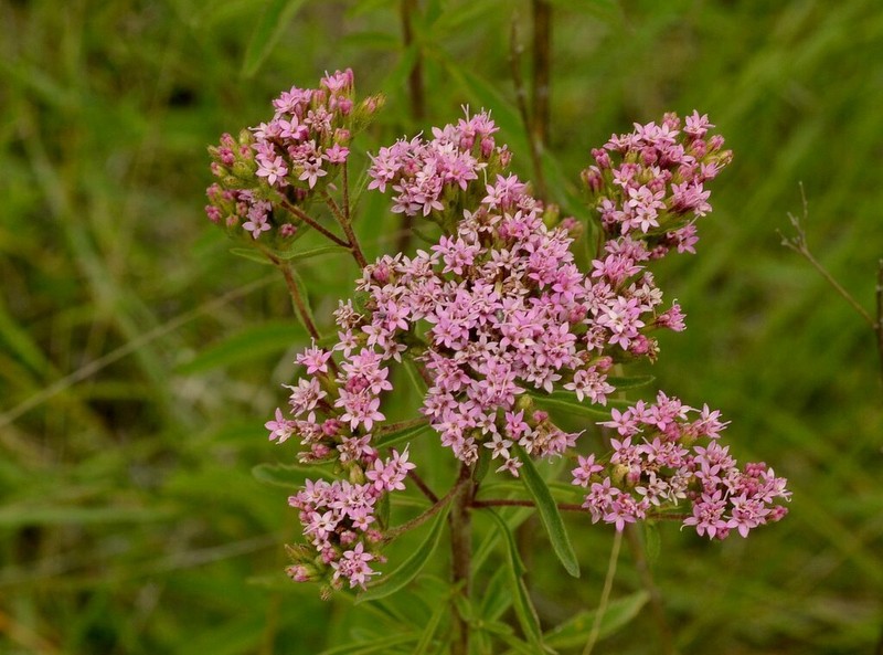 Stevia caracasana photo 2