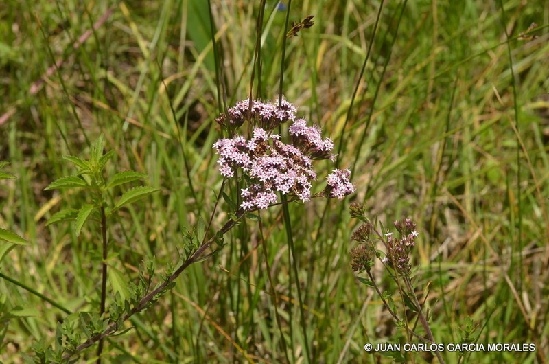 Stevia caracasana photo 3