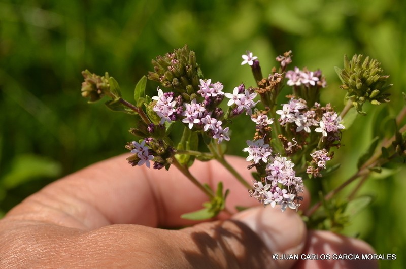 Stevia caracasana photo 5