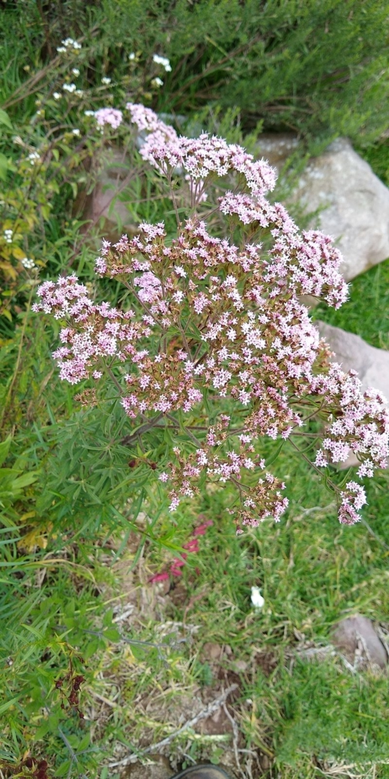Stevia caracasana photo 6