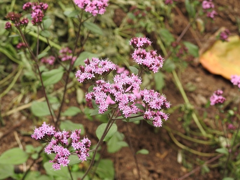 Stevia caracasana photo 7