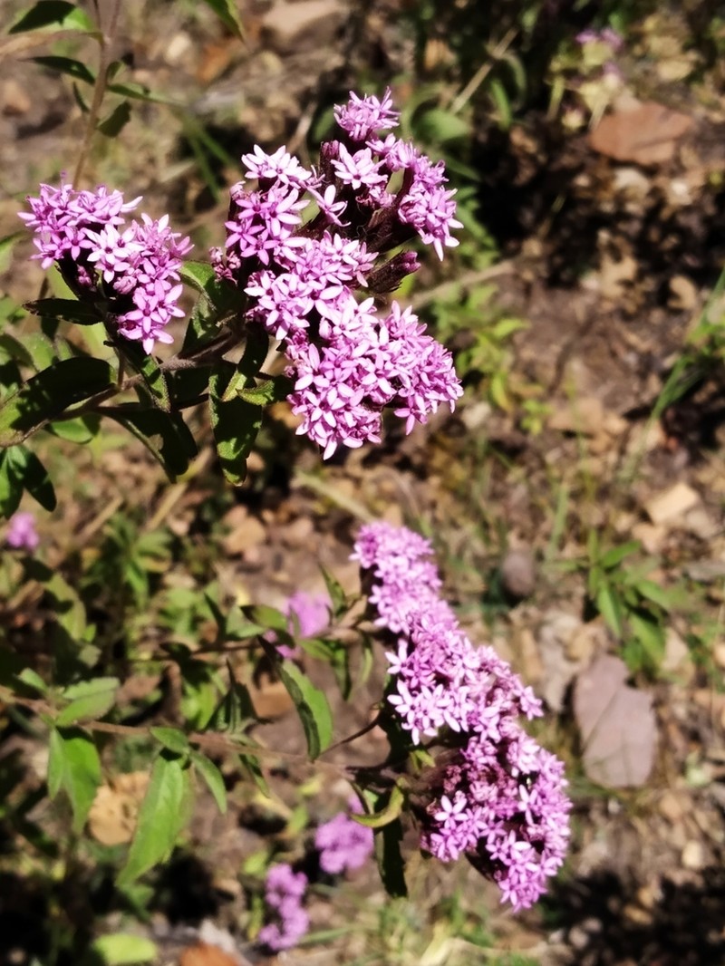 Stevia chamaedrys