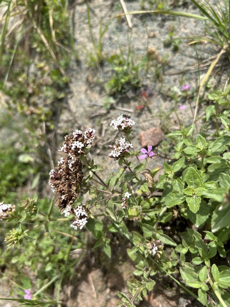 Stevia chamaedrys photo 2