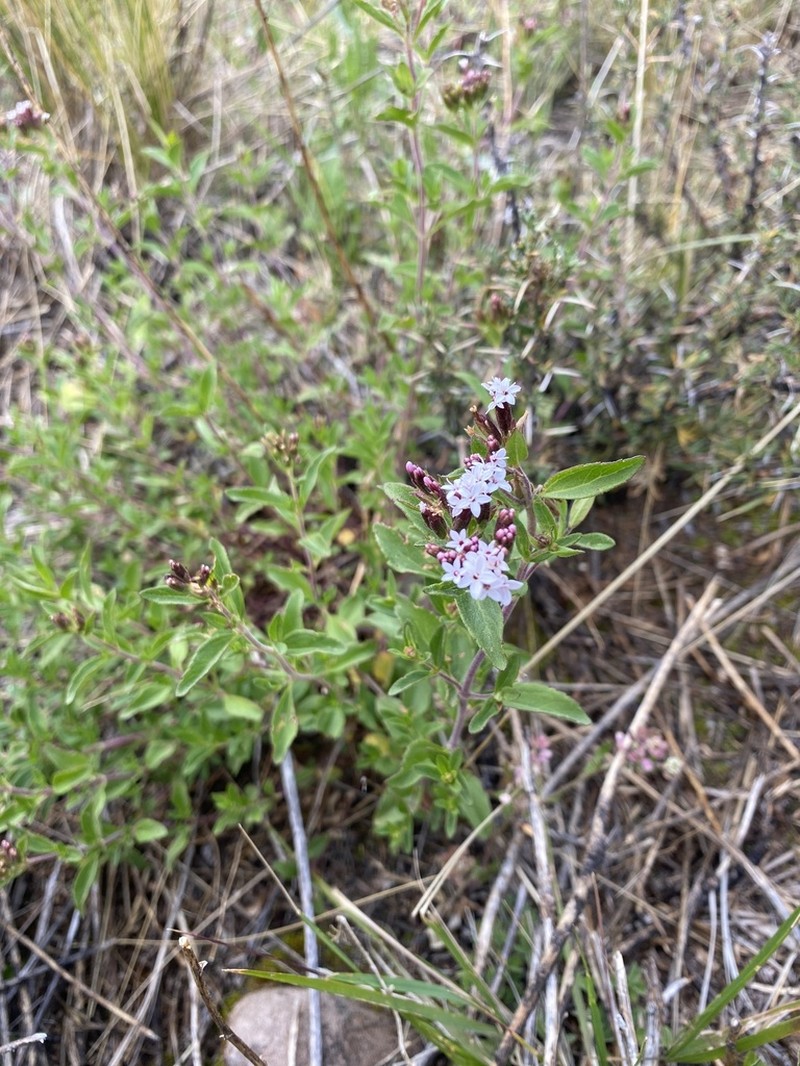 Stevia chamaedrys photo 3