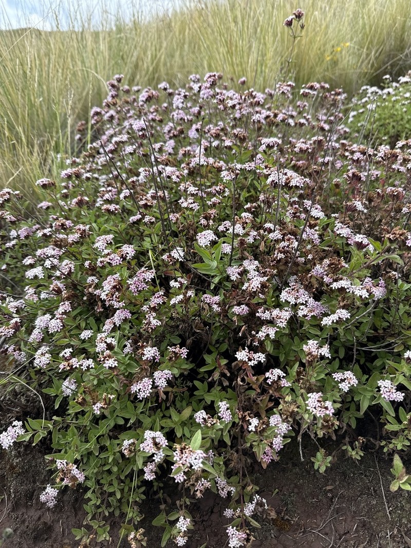 Stevia chamaedrys photo 4